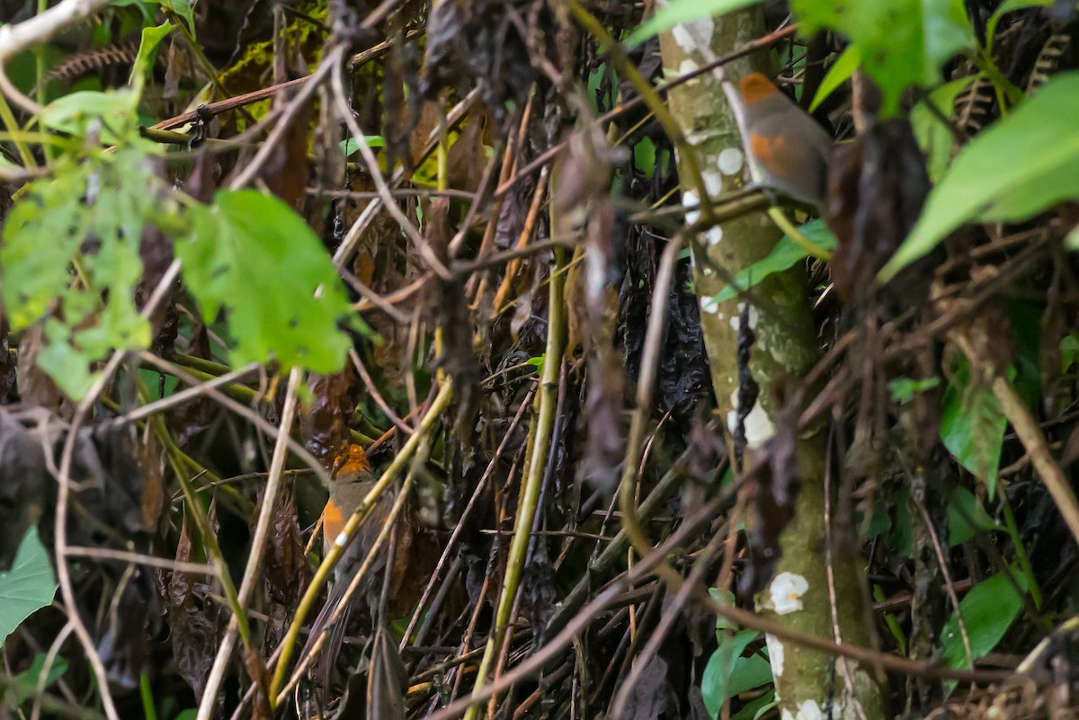Azara's Spinetail - ML635838023