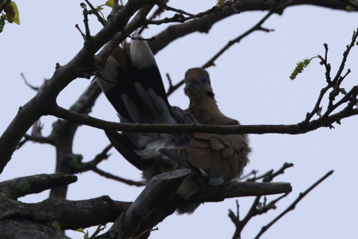White-winged Dove - ML635838046