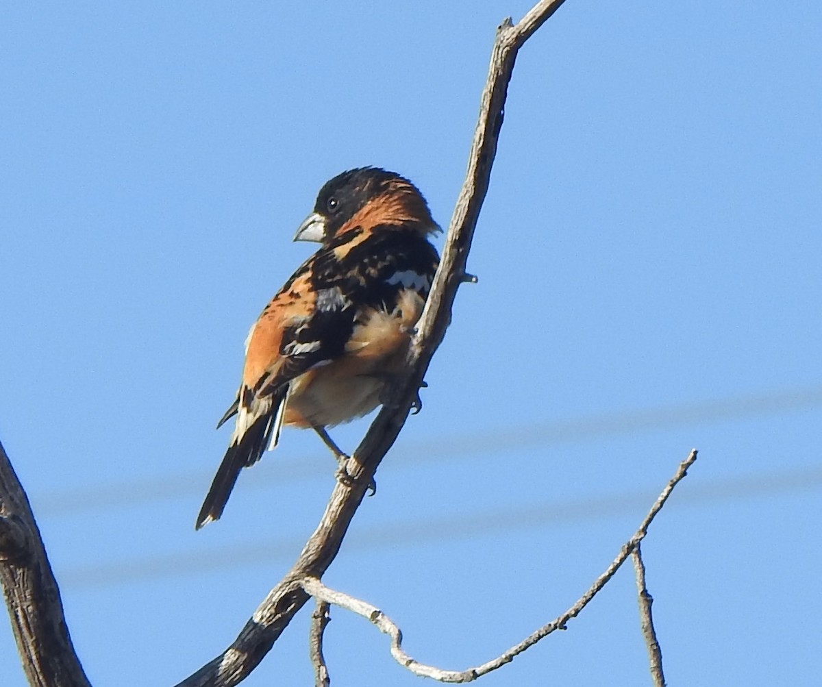 Black-headed Grosbeak - ML635838048