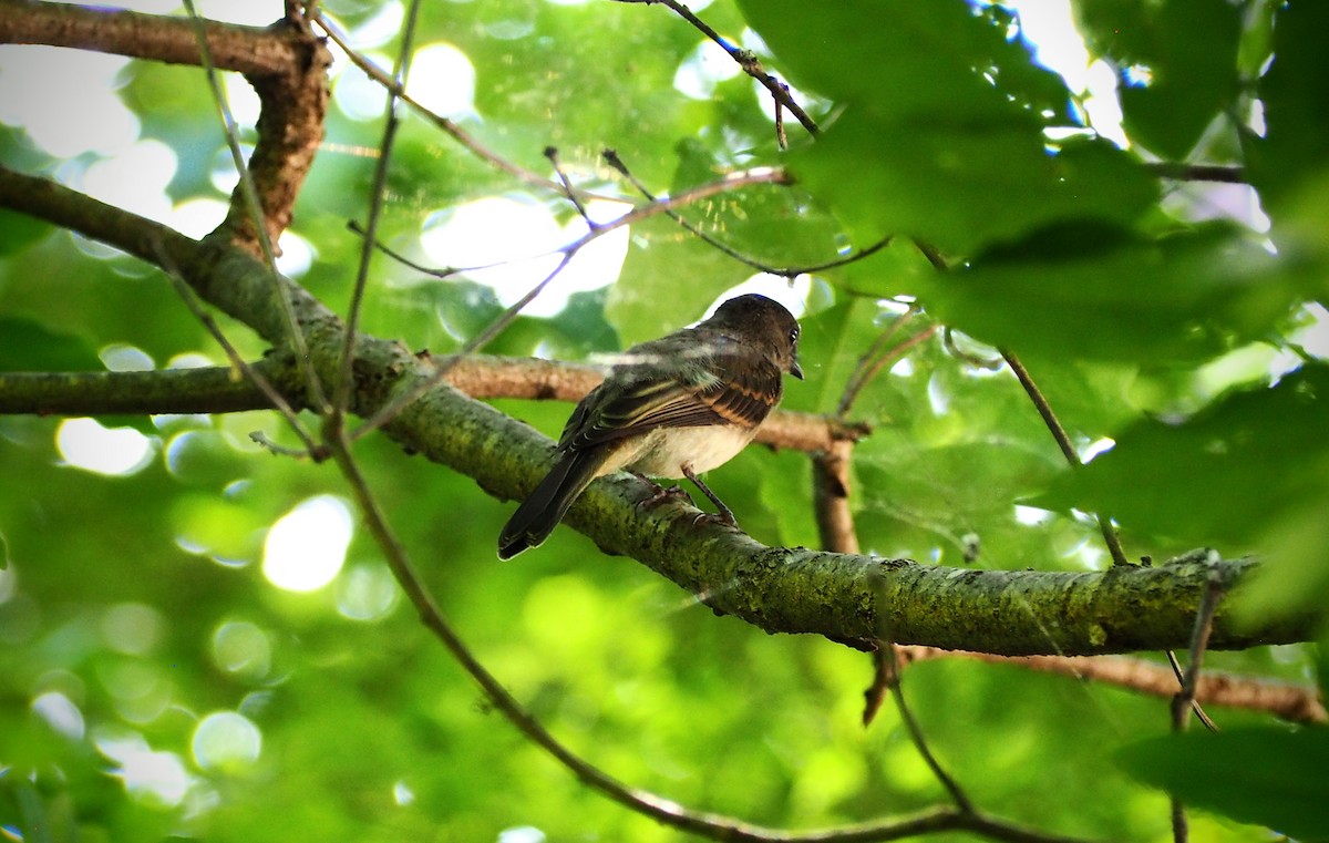 ツキヒメハエトリ - ML635838072