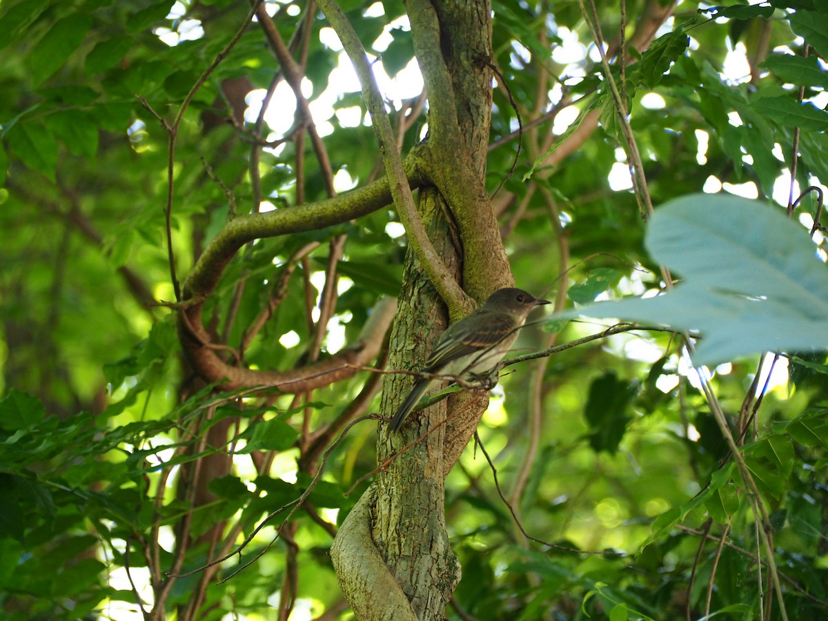 ツキヒメハエトリ - ML635838078