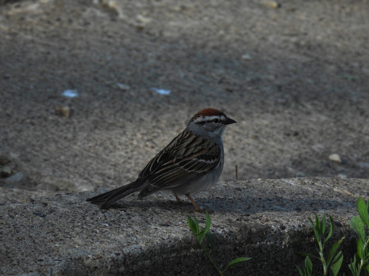 Chipping Sparrow - ML635838102