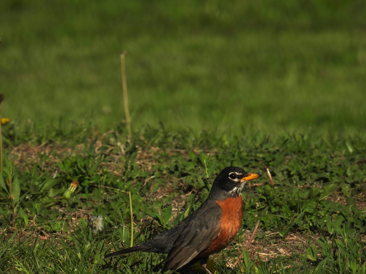 American Robin - ML635838126