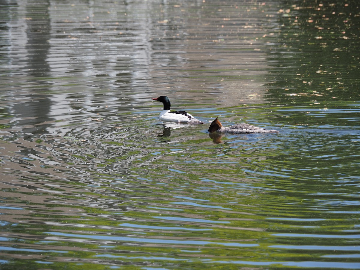 Common Merganser - ML635838176