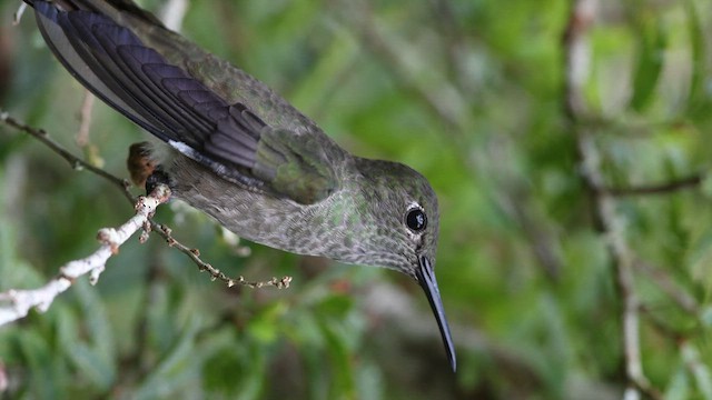 Sombre Hummingbird - ML635838202