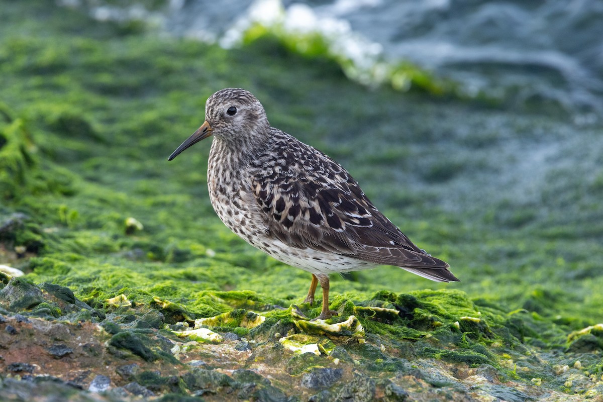 Purple Sandpiper - ML635838305