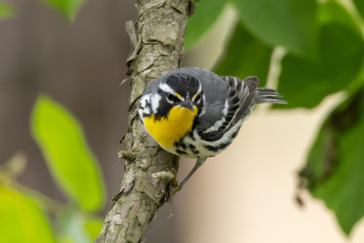 Yellow-throated Warbler - ML635838360