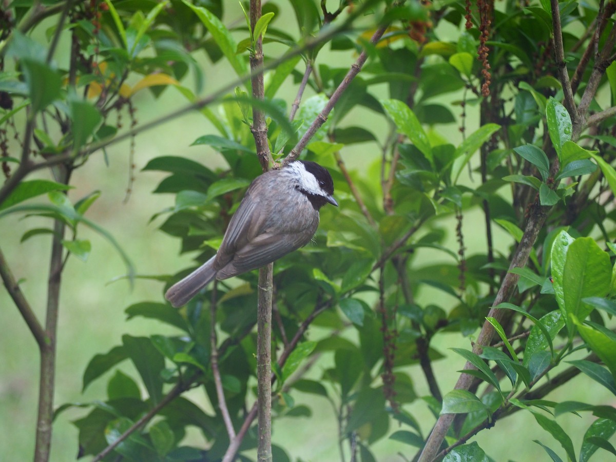 Carolina Chickadee - ML635838416