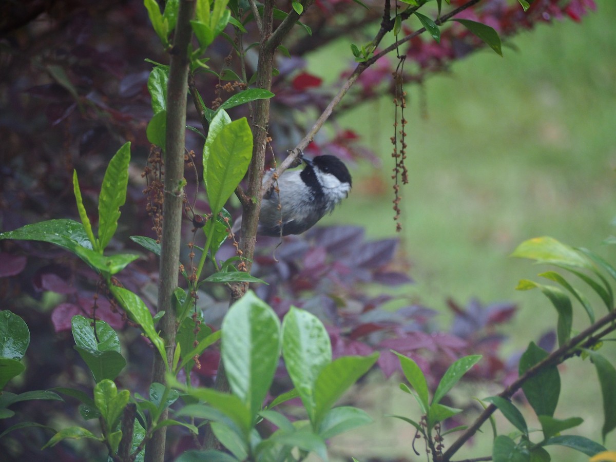 Carolina Chickadee - ML635838417