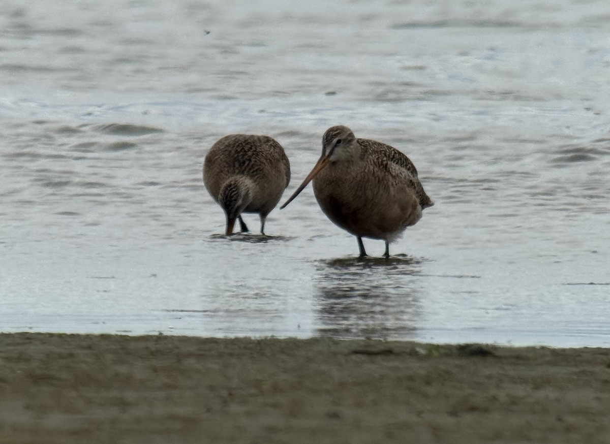 Marbled Godwit - ML635838465