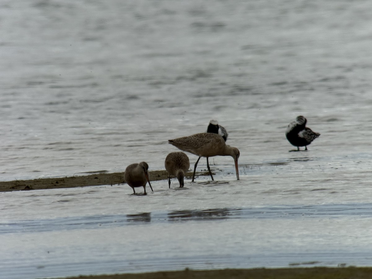 Marbled Godwit - ML635838466