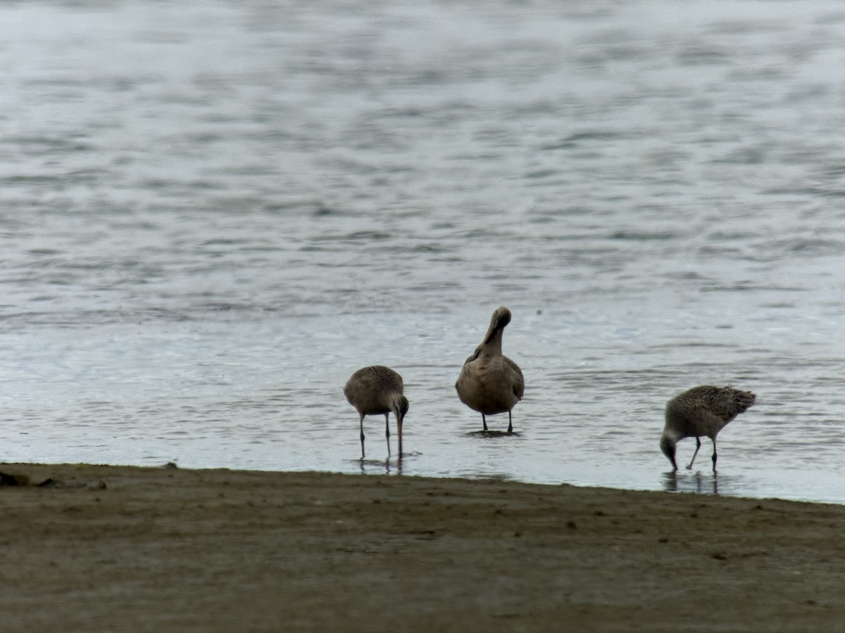 Marbled Godwit - ML635838467