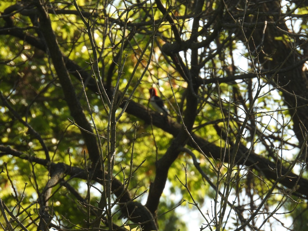 Red-headed Woodpecker - ML635838490
