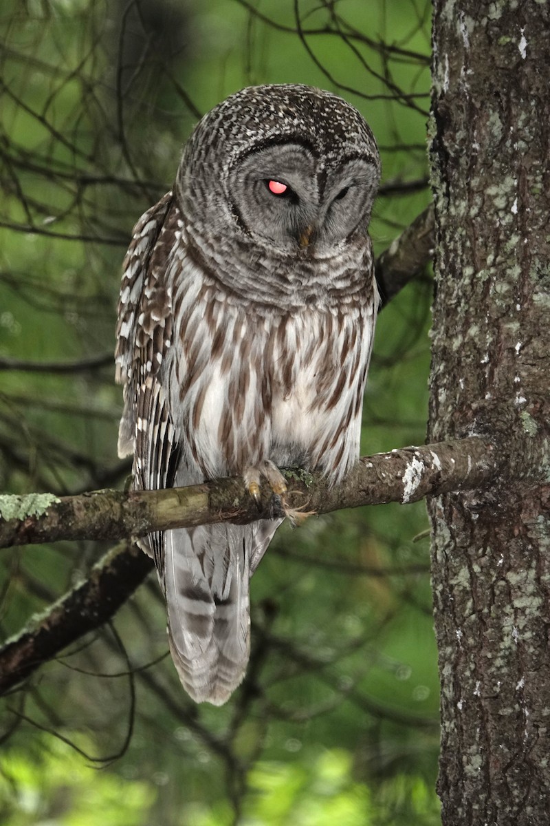 puštík proužkovaný - ML635838497