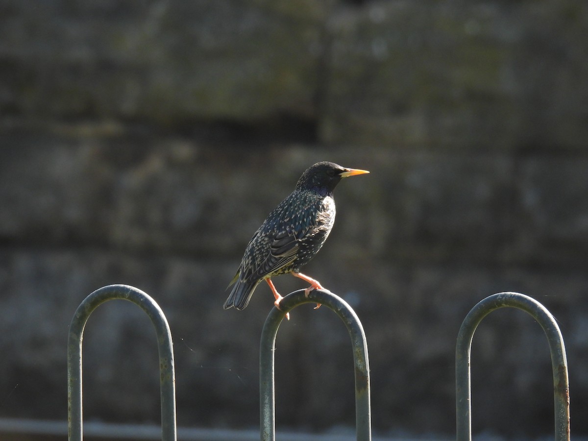 European Starling - ML635838519