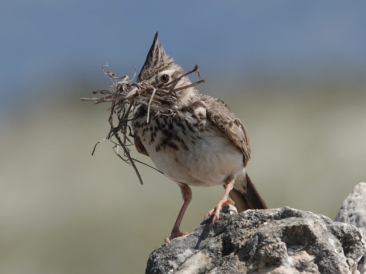 Crested Lark - ML635838594