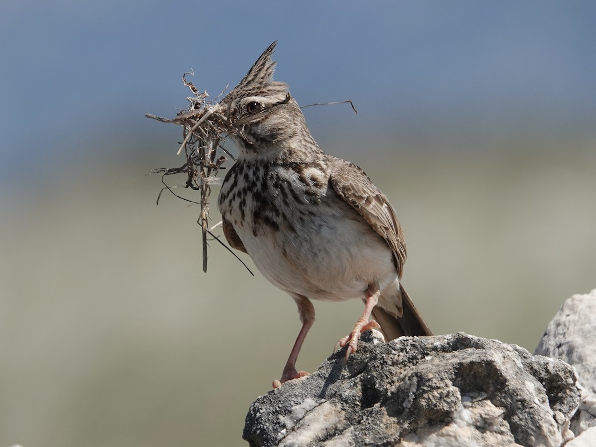Crested Lark - ML635838595
