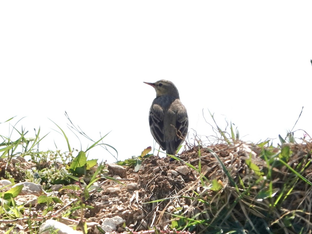 Tawny Pipit - ML635838666