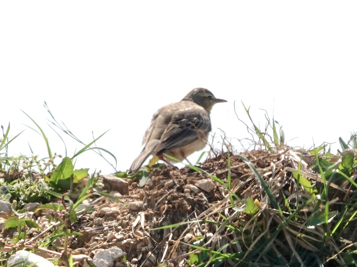 Tawny Pipit - ML635838667