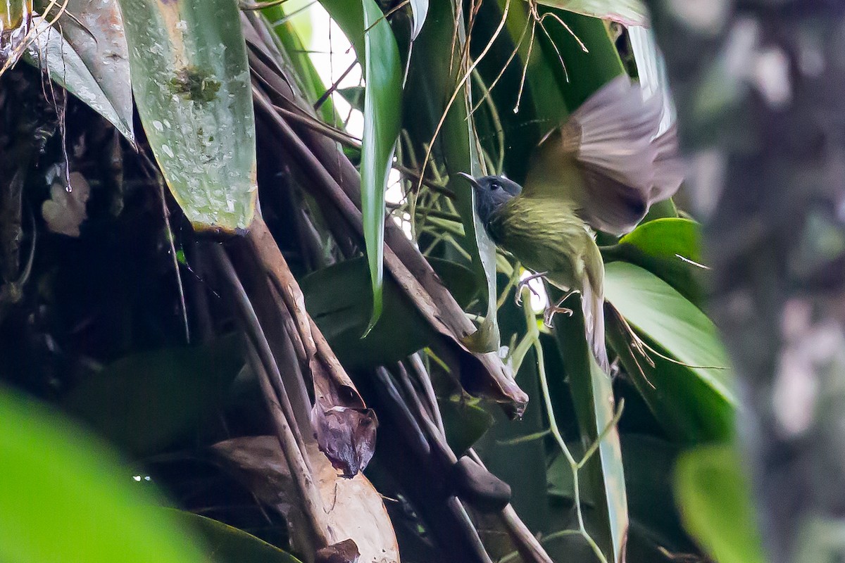 Streak-necked Flycatcher - ML635838688