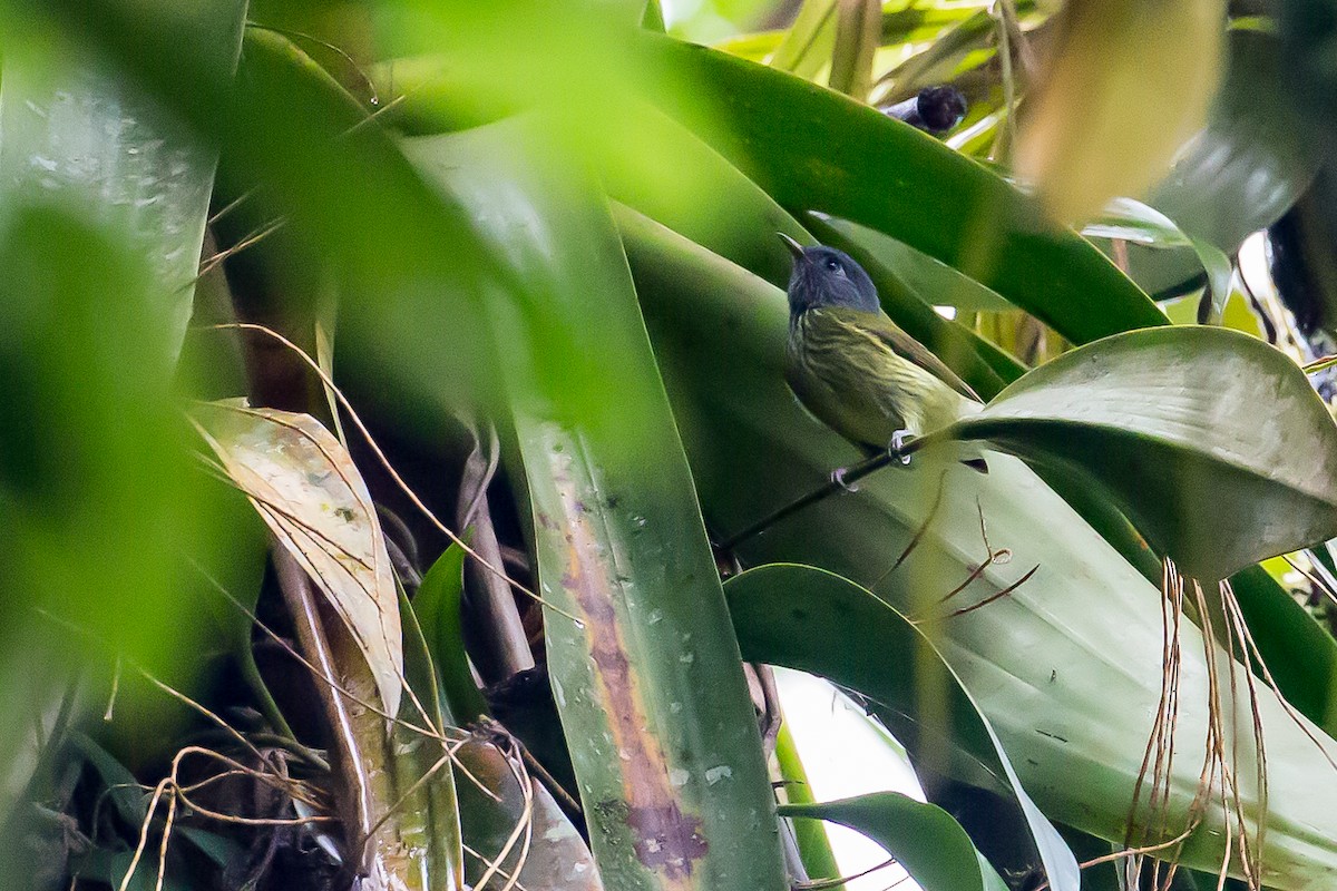 Streak-necked Flycatcher - ML635838689