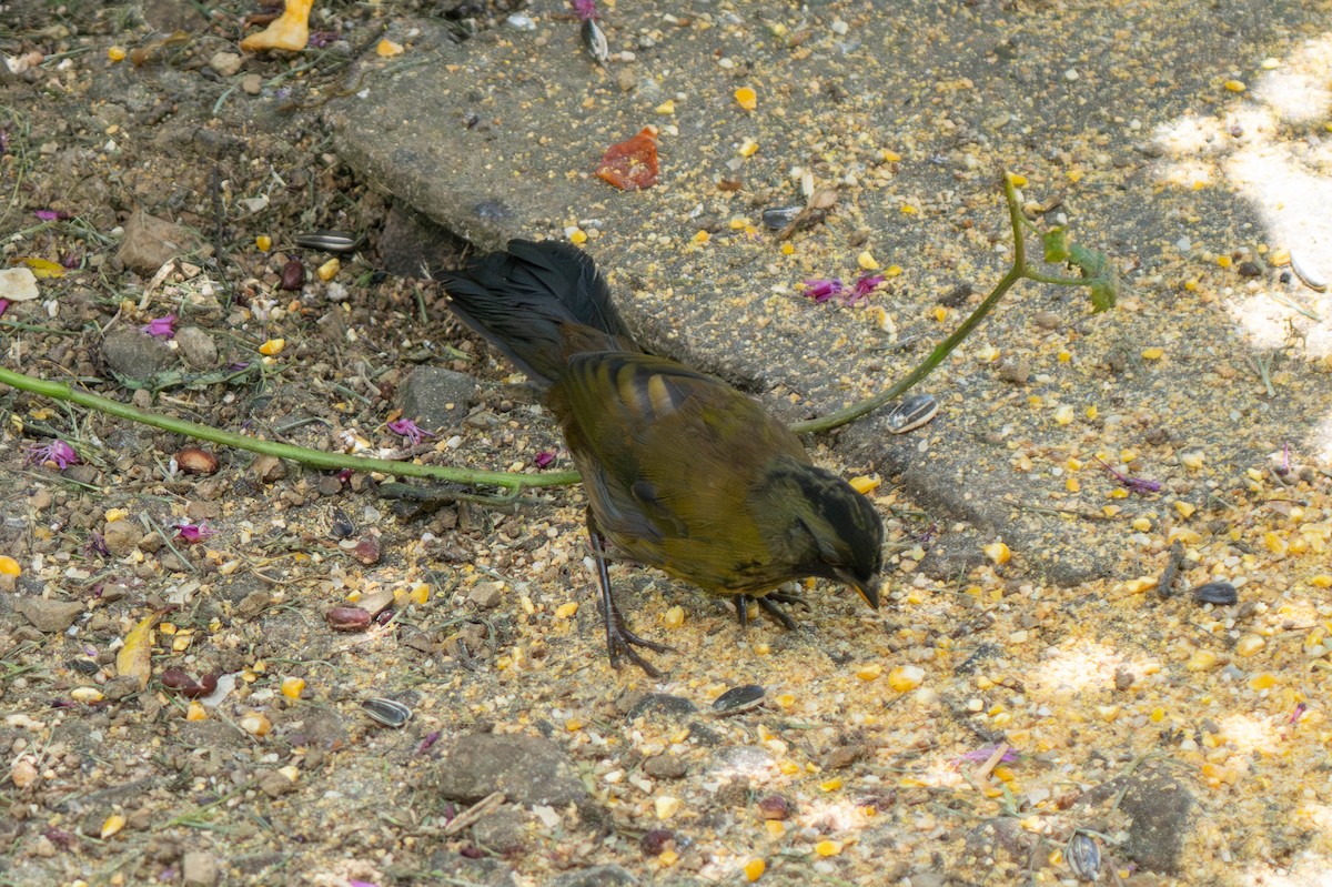 Large-footed Finch - ML635838717