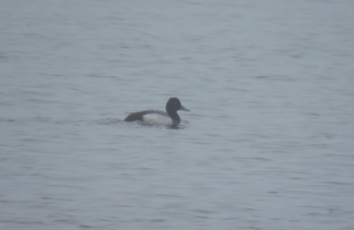 Lesser Scaup - ML635838730