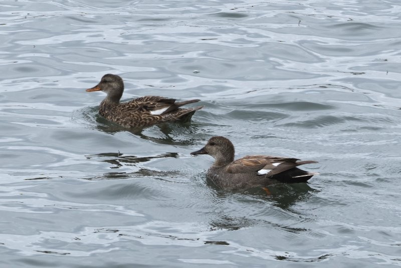 Blue-winged Teal - ML635838746