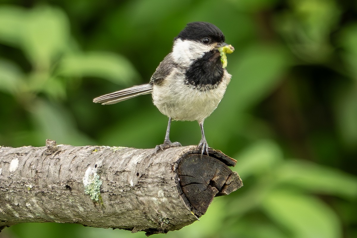Carolina Chickadee - ML635838766