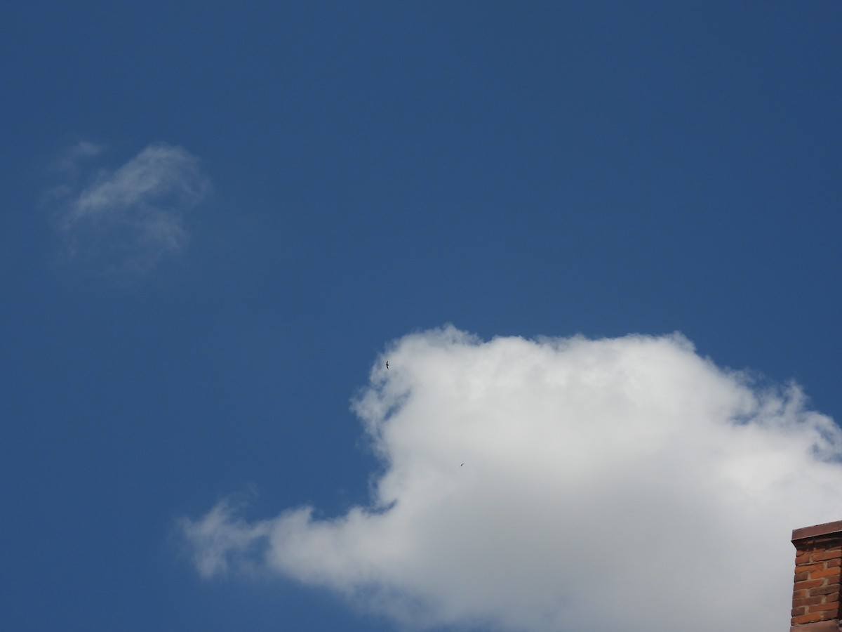 Chimney Swift - ML635838916