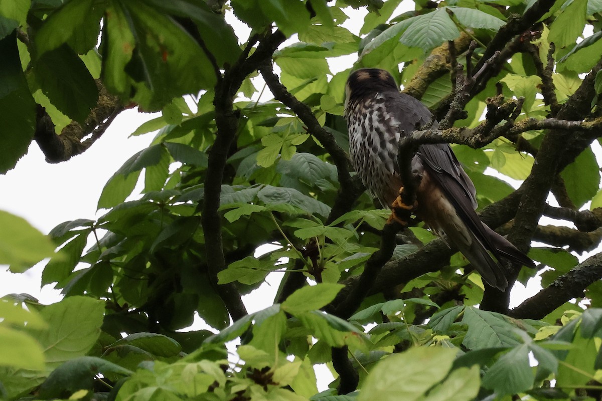 Eurasian Hobby - ML635838944