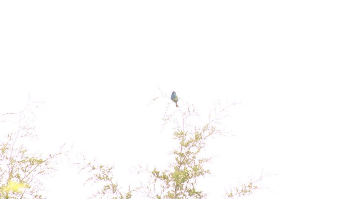 Passerin indigo - ML635838947