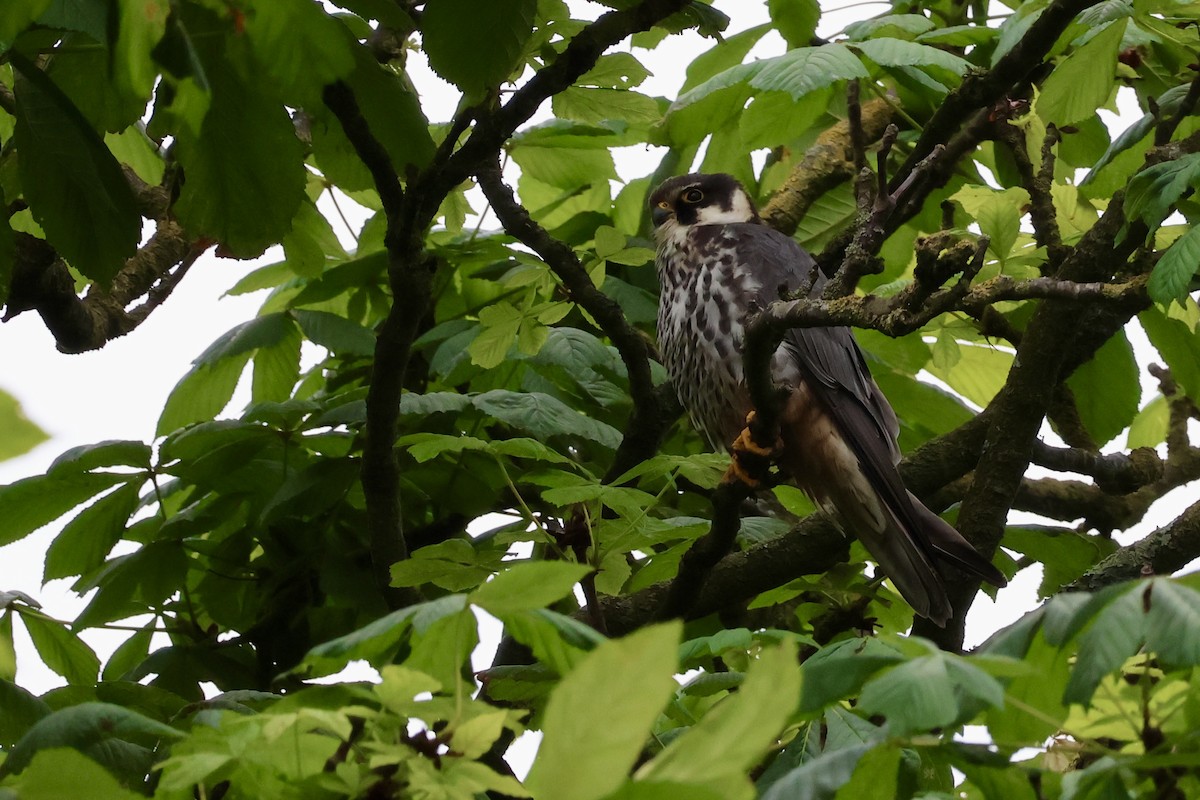 Eurasian Hobby - ML635838957