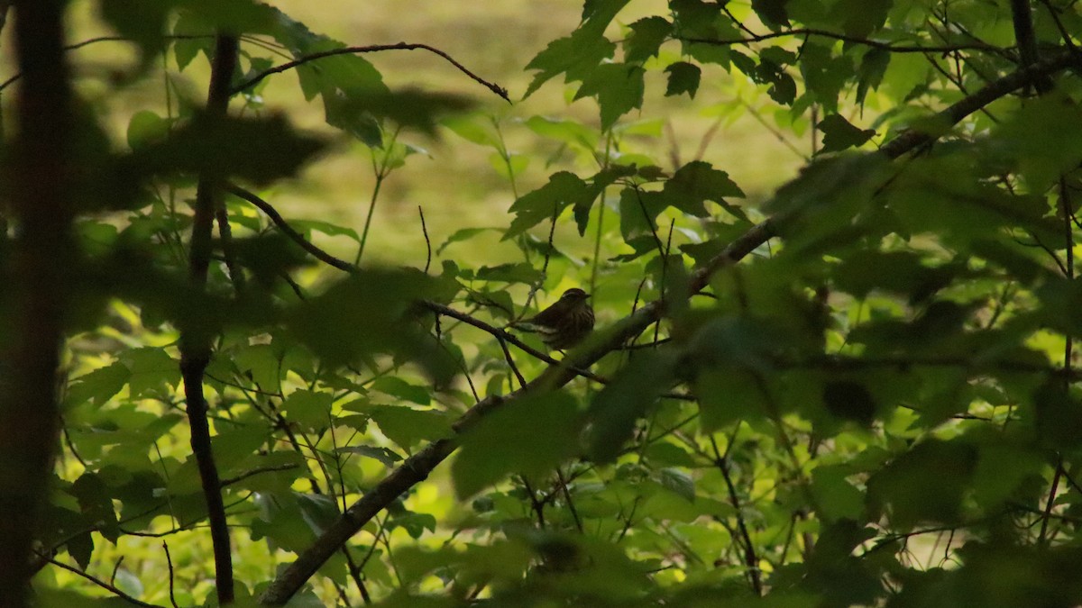 Paruline hochequeue - ML635838972