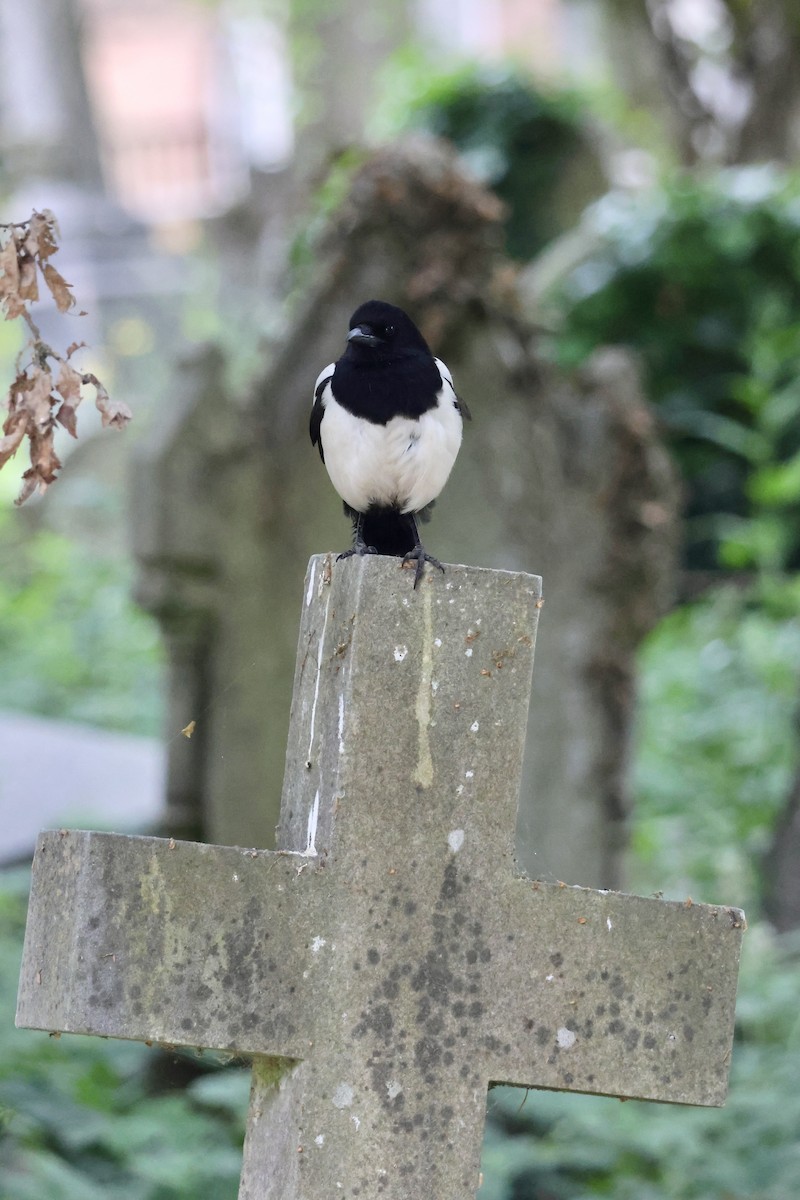 Eurasian Magpie (Eurasian) - ML635838992