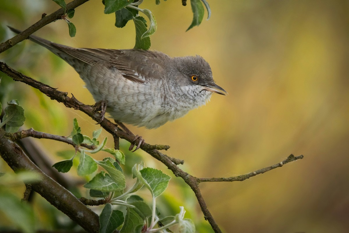 Barred Warbler - ML635839101