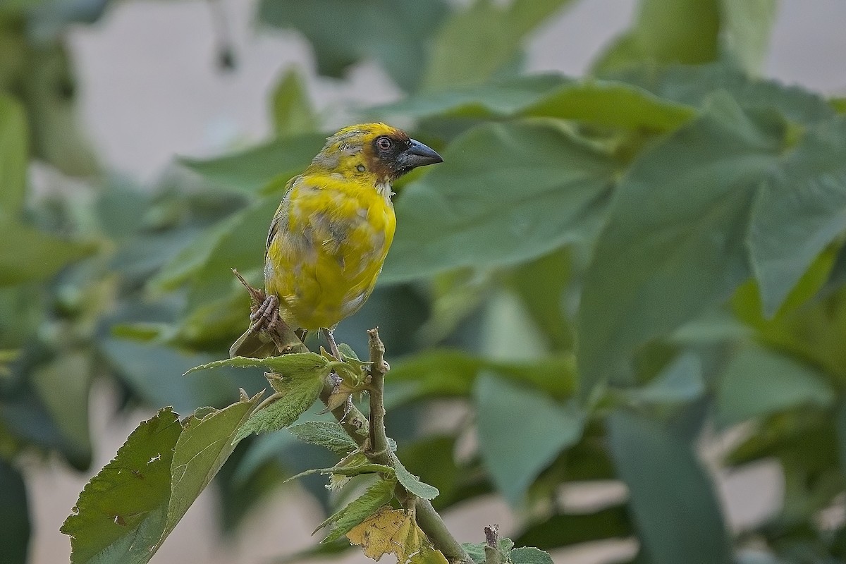 Rüppell's Weaver - ML635839237