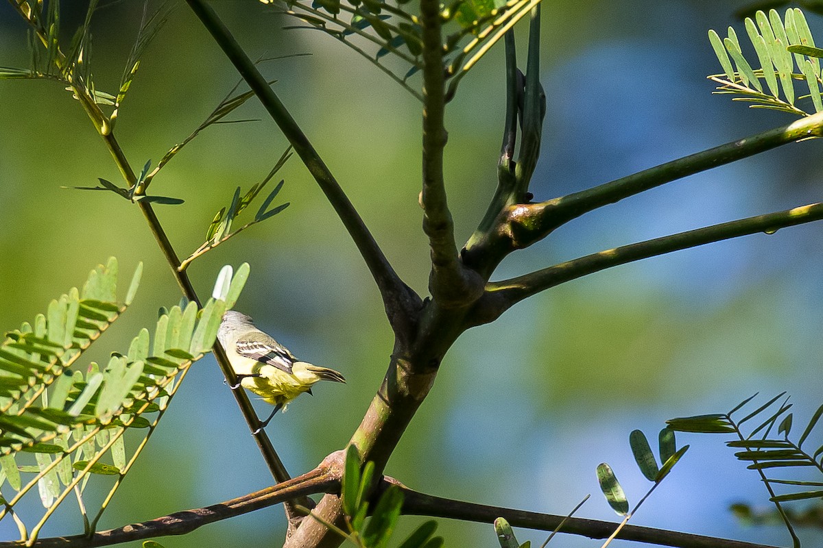 Yellow-crowned Tyrannulet - ML635839326