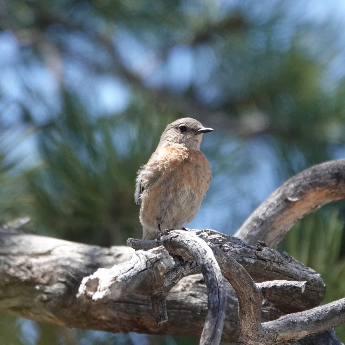 Western Bluebird - ML635839449