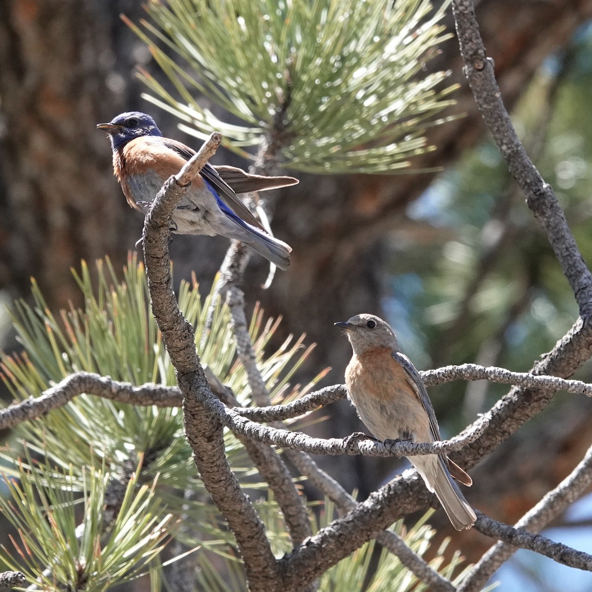 Western Bluebird - ML635839450