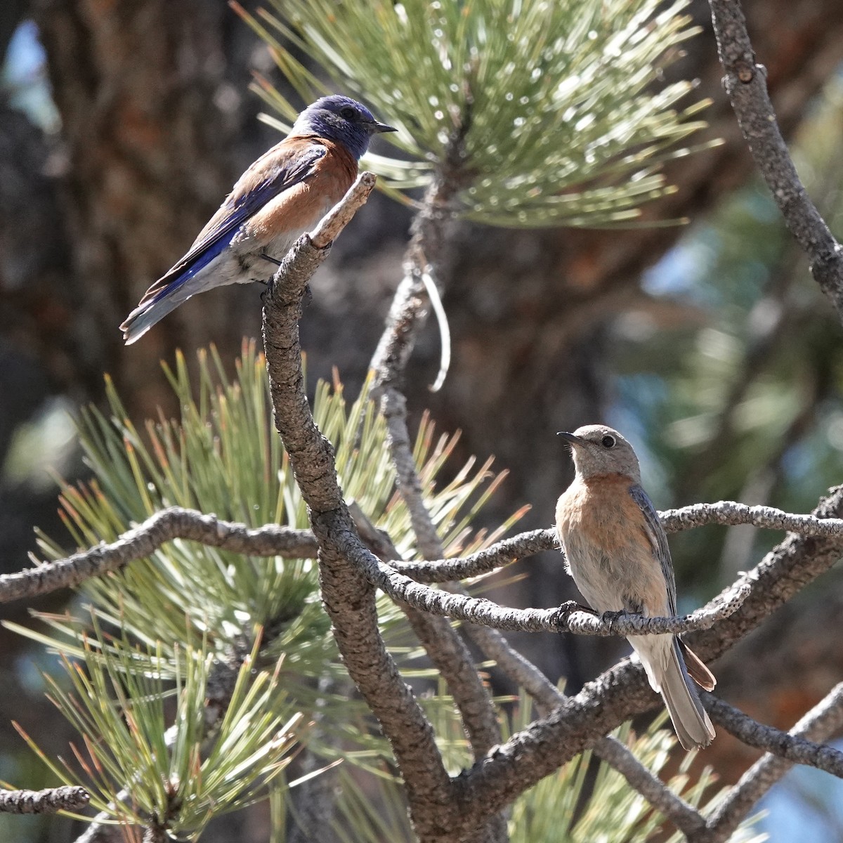 Western Bluebird - ML635839451