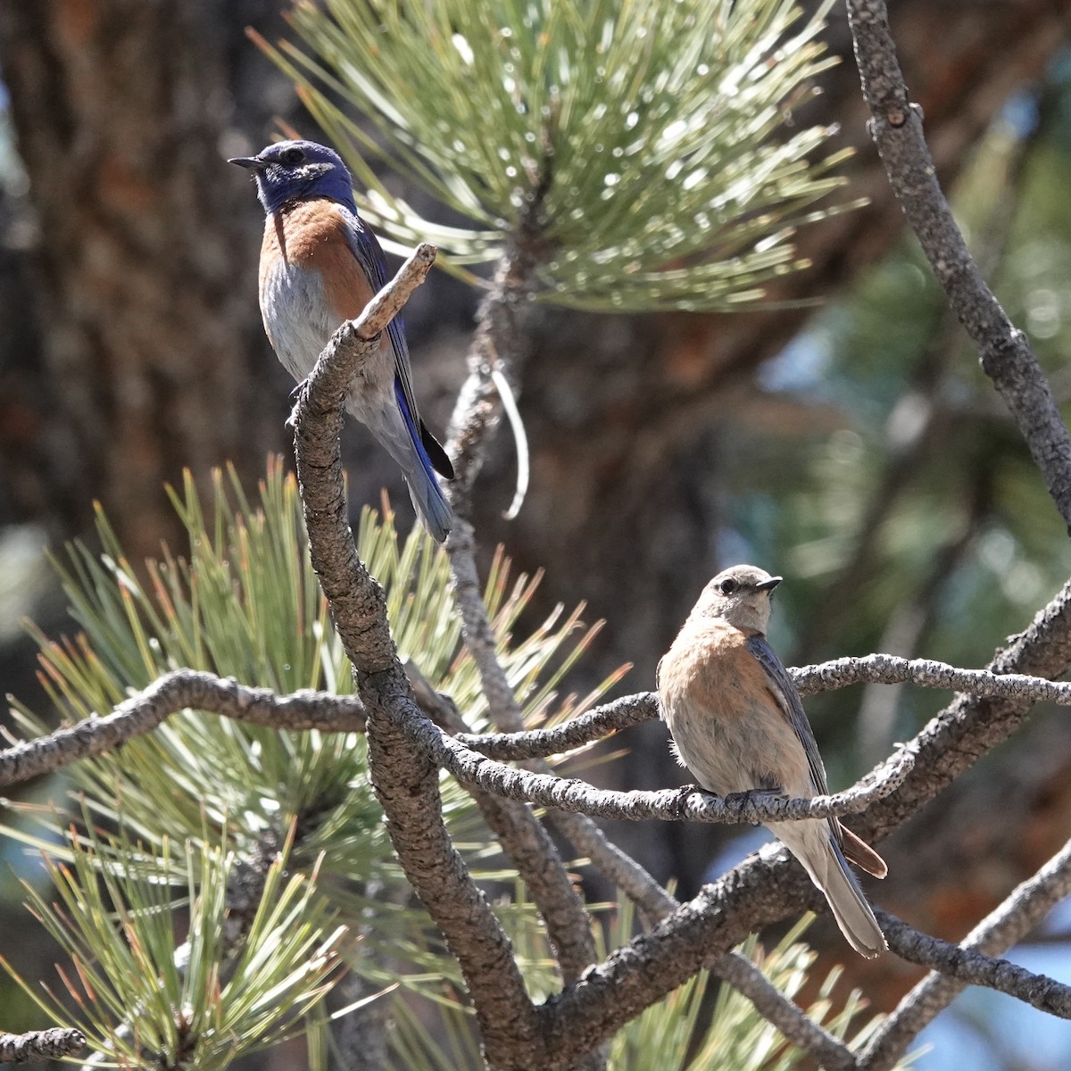 Western Bluebird - ML635839452