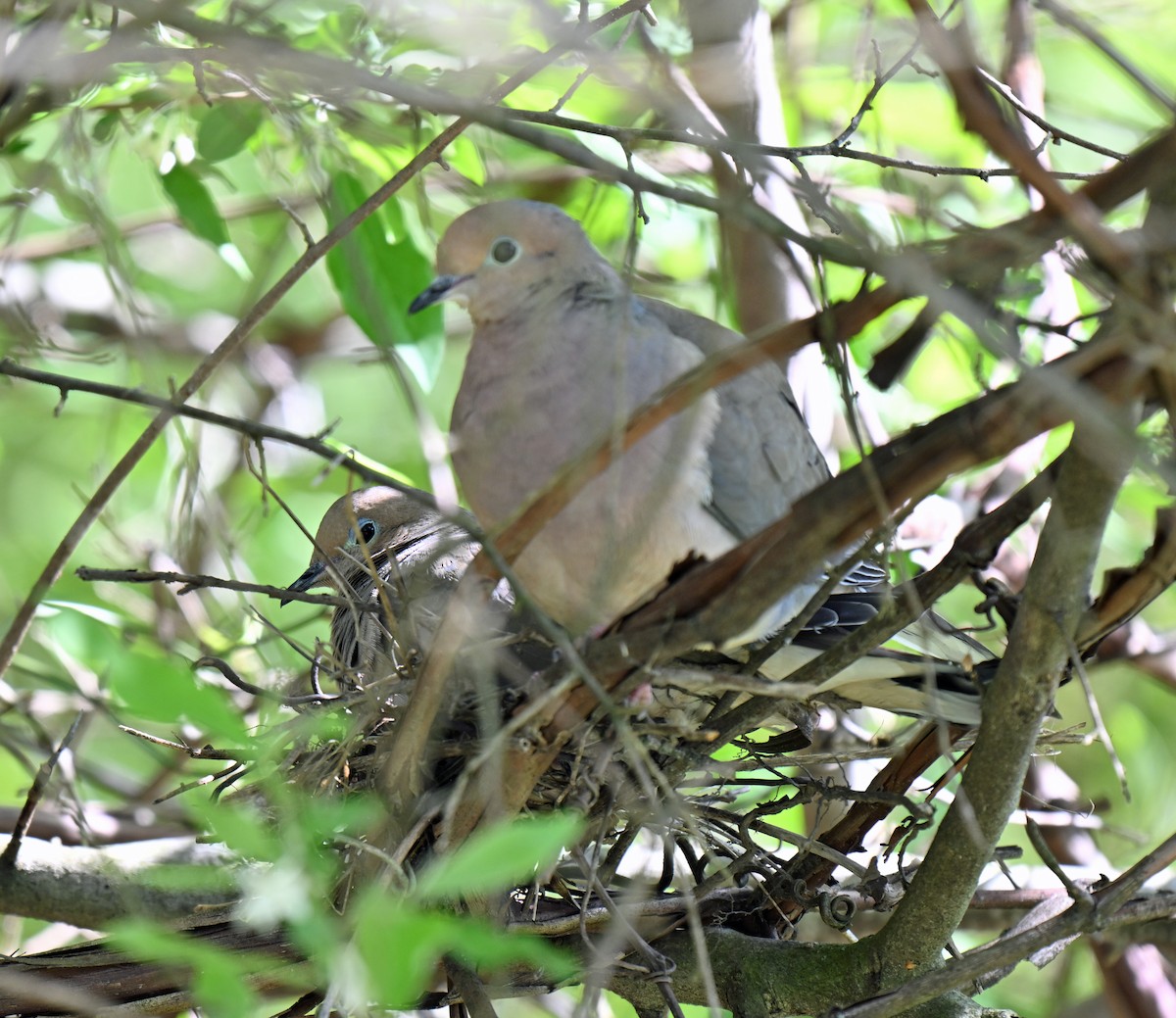 Tourterelle triste - ML635839479