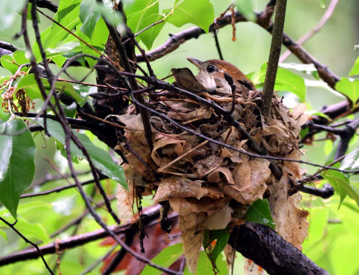 Wood Thrush - ML635839526