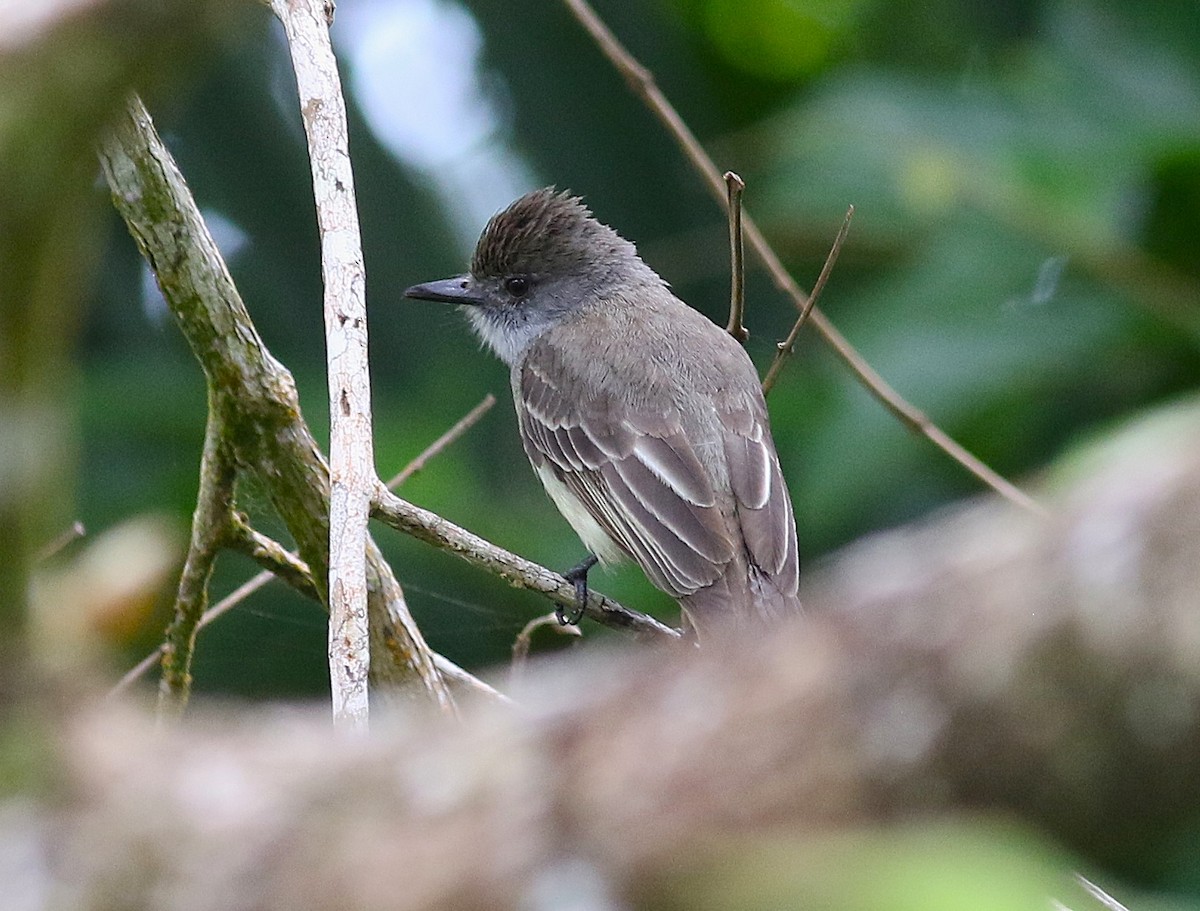 Venezuelan Flycatcher - ML635839546