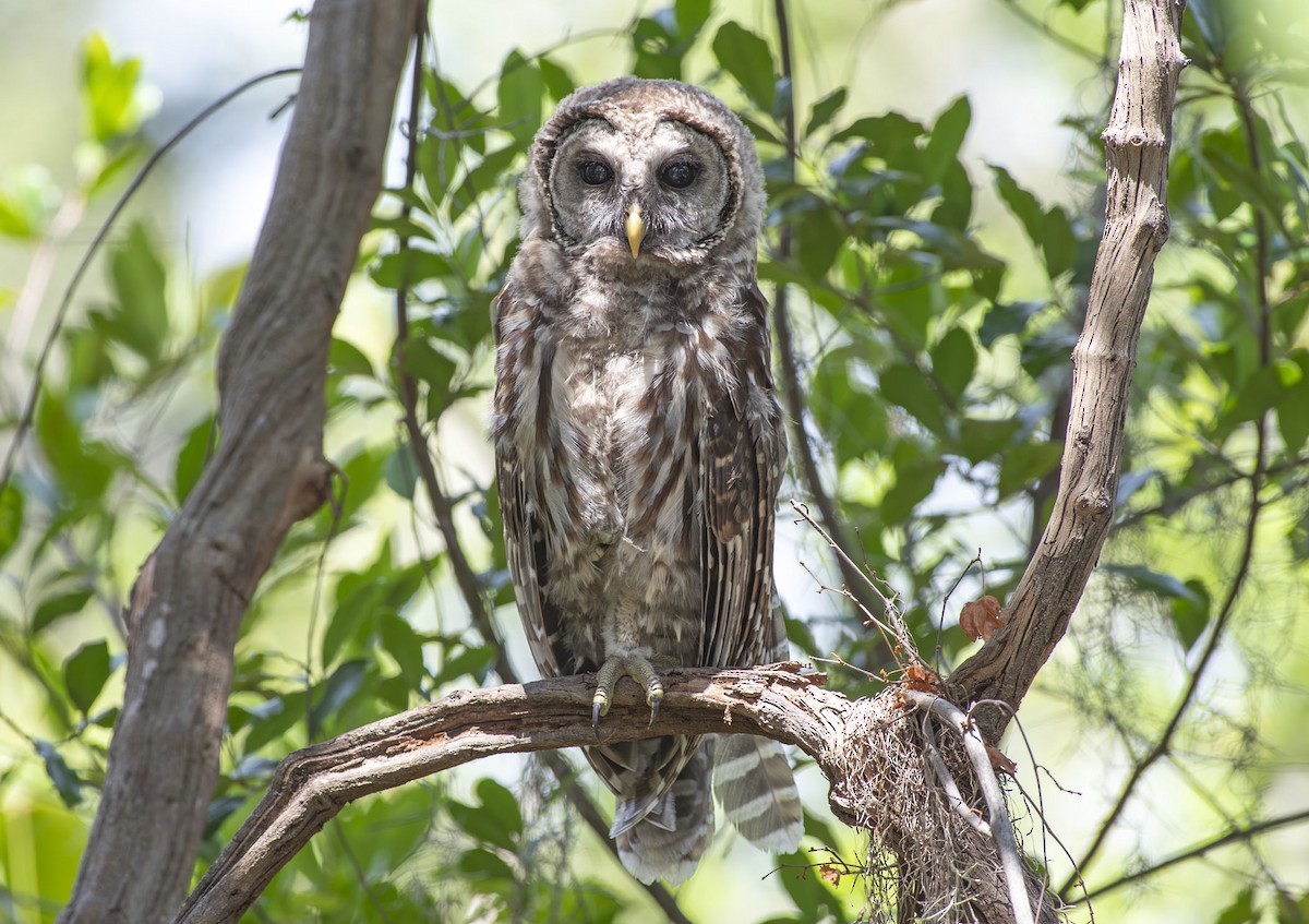 アメリカフクロウ - ML635839577
