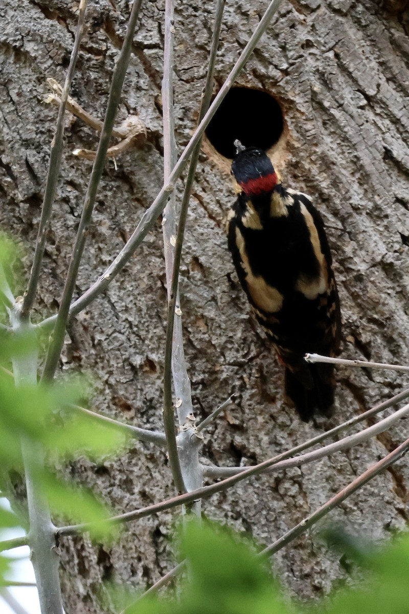 Great Spotted Woodpecker (Great Spotted) - ML635839693