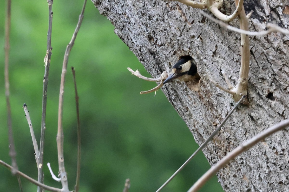Great Spotted Woodpecker (Great Spotted) - ML635839694