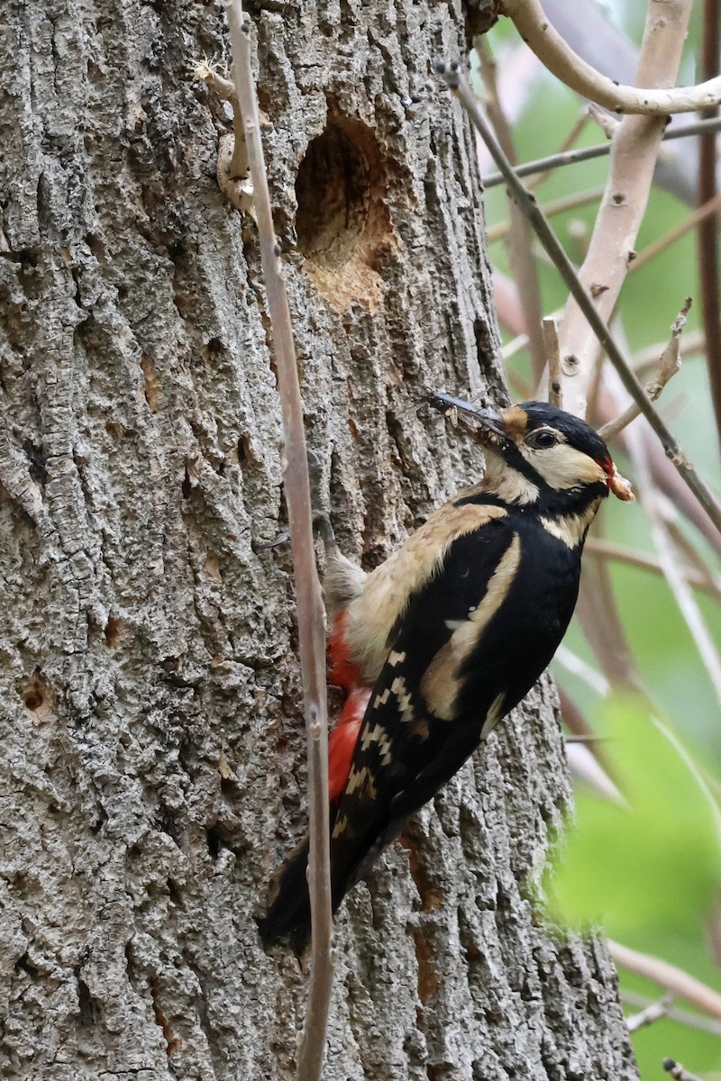 Great Spotted Woodpecker (Great Spotted) - ML635839695