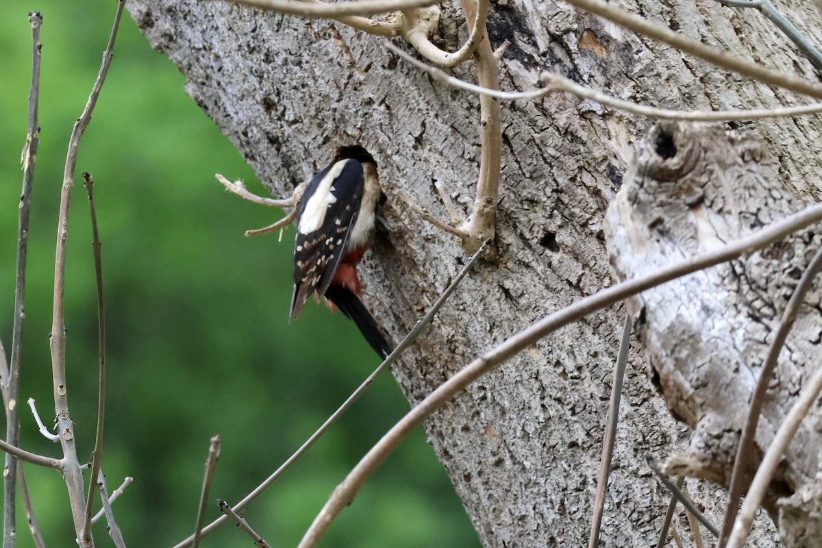 Great Spotted Woodpecker (Great Spotted) - ML635839696